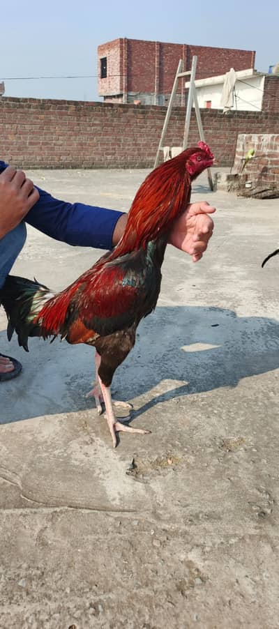 Thai murga murgiya eggs available 03204627322