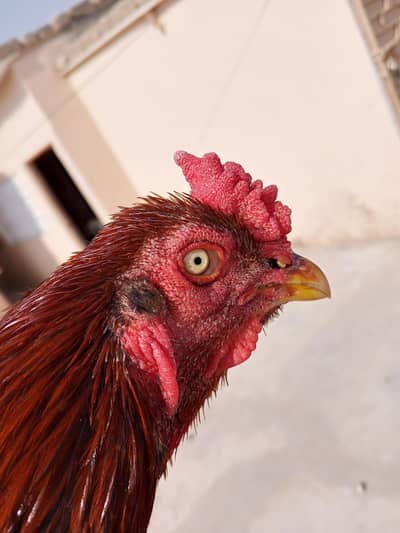 jaghir patha fo sale