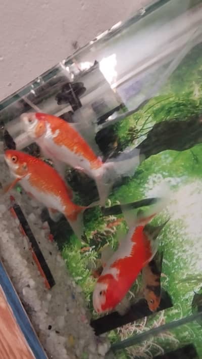 mini fish aquarium with fishes