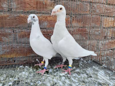 White Qasid Kabutar Breeder Pair For Sale
