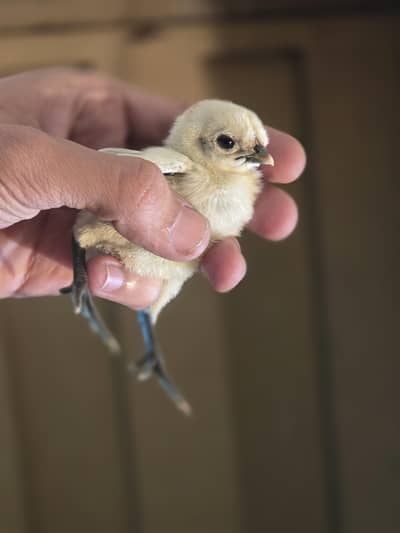 Dragon breed Available