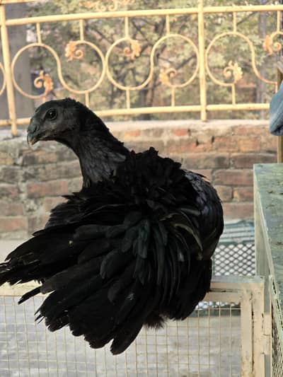 Dragon breed Available