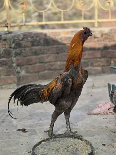 Dragon breed Available