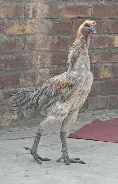 Dragon breed Available