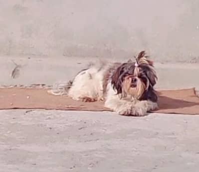 shitzu/Shihtzu female for sale
