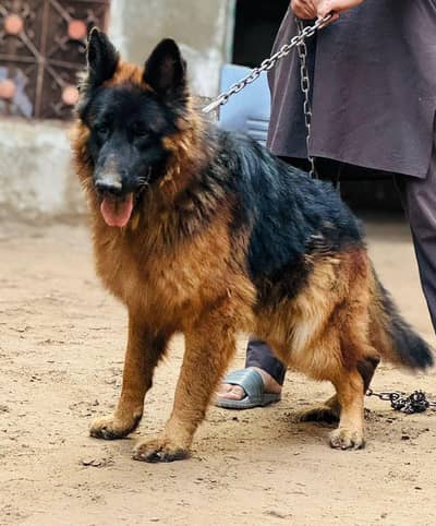 angry dog long coated