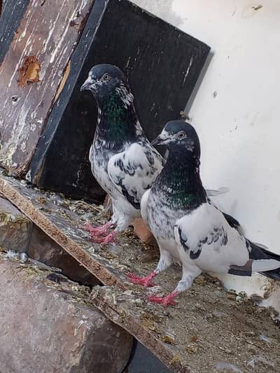 teddy pair 03436602706