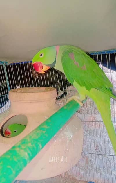 Kashmiri breeding parrot pair