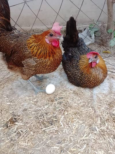 desi hens murgia egg laying
