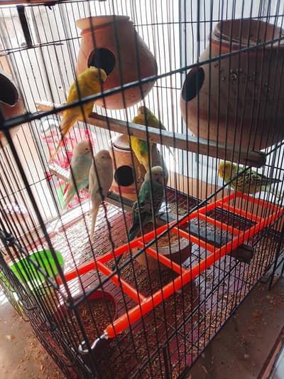 All setup with cage / kojjian / food tray/ swings/ 2 kg food  for sale