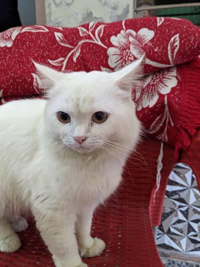 male cat Persian phone num 03080331557