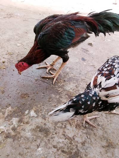 Black mushki maddi with 2 chicks (03318307759)