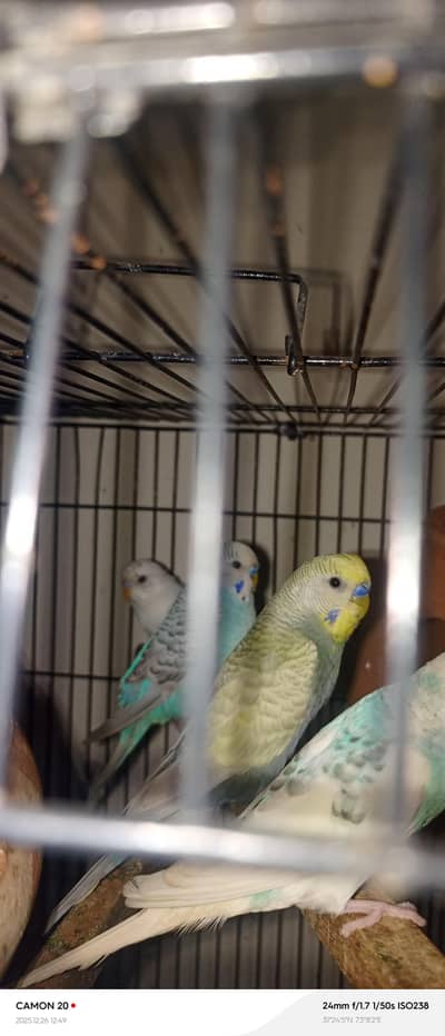 budgies and exhibition