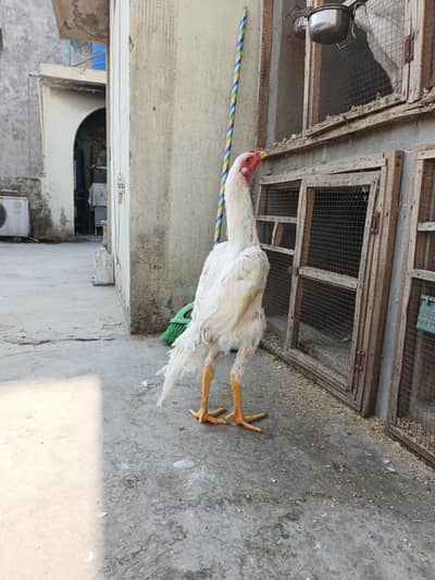 White Shamo hsn breed