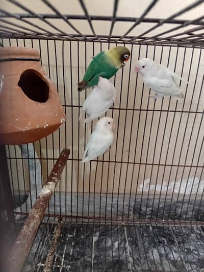 2 pairs with solid wire cage looking for you shelter