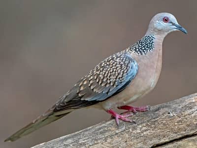 Spotted dove 1 male 2 females available fancy peigon bird