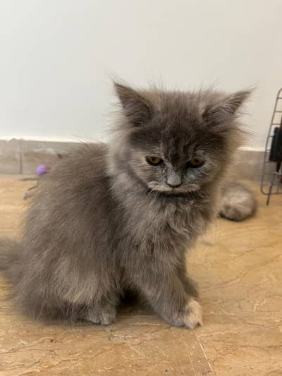 Persian kitten| double Coated |Doll Face kittens fluffy super coated
