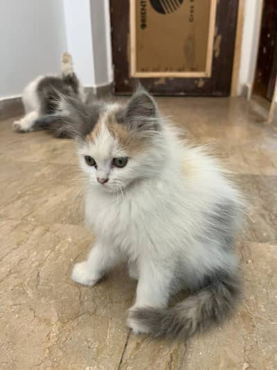 Persian kitten| double Coated |Doll Face kittens fluffy super coated