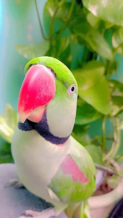 Raw Talking Parrot Male