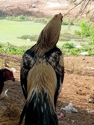 Aseel murgha amroha age conform nhi hai larye wala hai height 2 feet