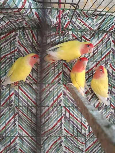 lutino lovebirds breeder pair