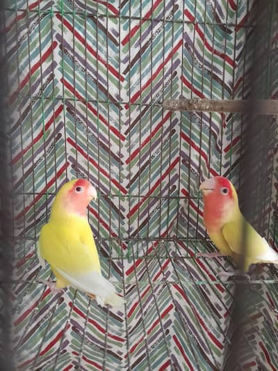 lutino lovebirds breeder pair