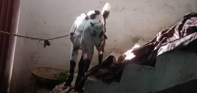 Male goat for sale -03135068031