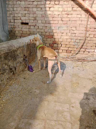 pitbull and gultair cross name bilo