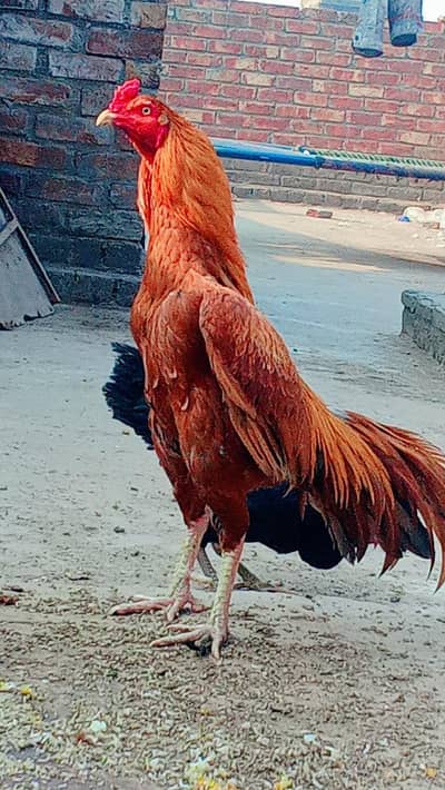 murga burmi plus pkoye trade Madi burmi plus thai ha or Pela murga 7k