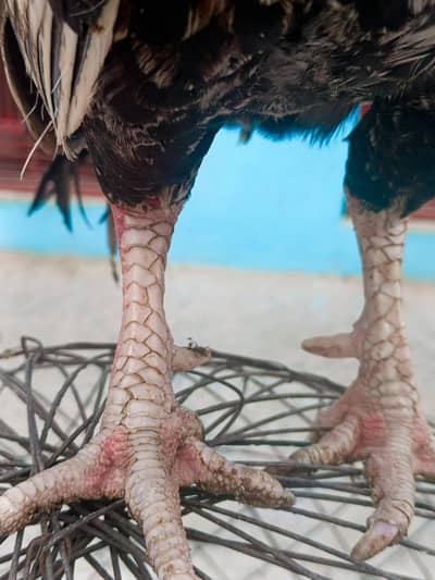 Miawali aseel murgy || Lakha murga || Sawa murga || High quality aseel