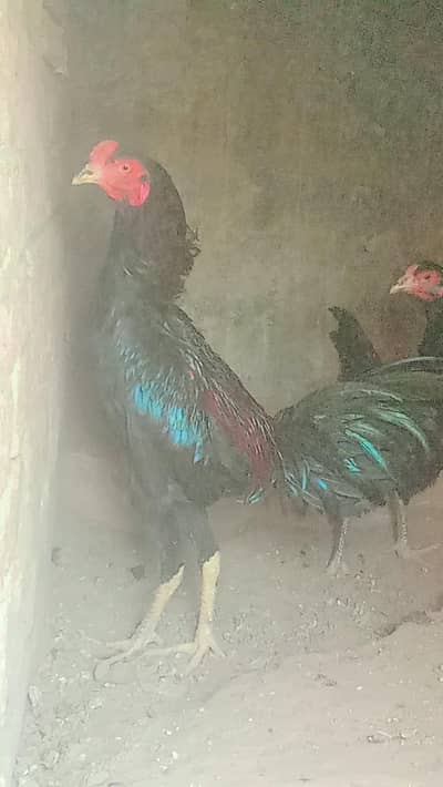 murga burmi plus pkoye trade Madi burmi plus thai ha coco murga shamo