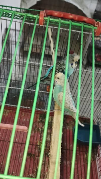 Australia pair with cage