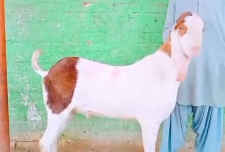 Desi Bakra Urgent For Sale Call/03274970754)
