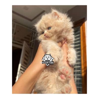 Persian British punch face piki face kitten cat available
