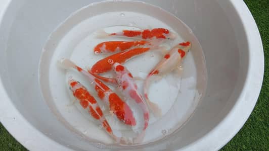 koi carps in goog colors