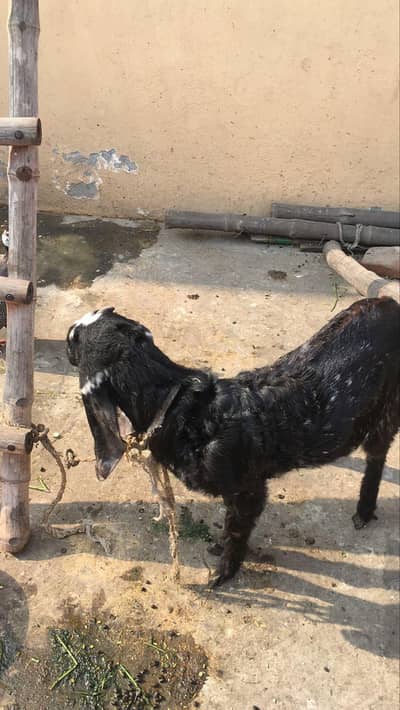 bakra for sale rs 25000