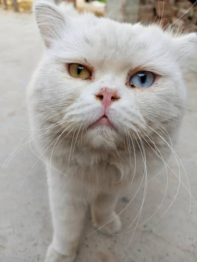 Persian cat