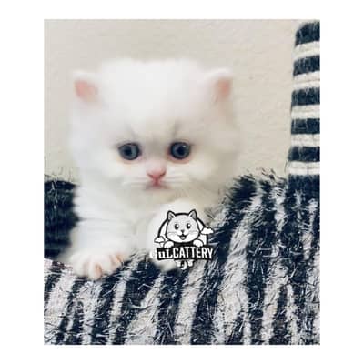 Persian British punch face piki face kitten cat available