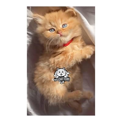 Persian British punch face piki face kitten cat available