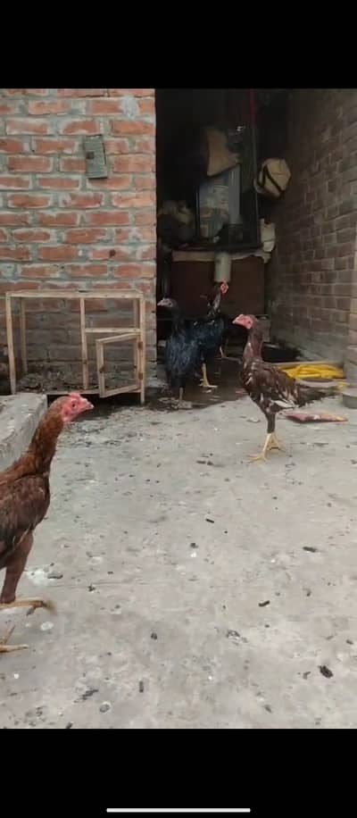 4 phaty 1 brider jora video avelebal