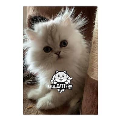 Persian British punch face piki face kitten cat available