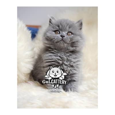 Persian British punch face piki face kitten cat available