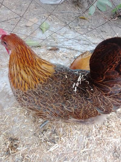 desi hens egg laying chickens