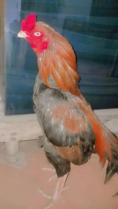 breeder hen