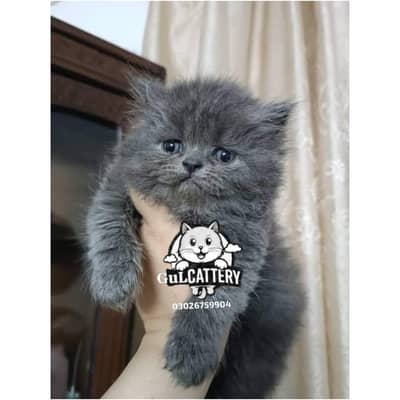 Persian British punch face piki face kitten cat available