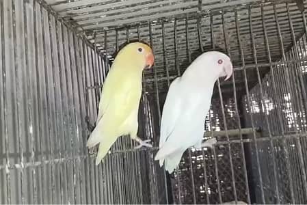 (albino,creamino,decino) breeder pairs. . . . {#albino#creamino#decino}