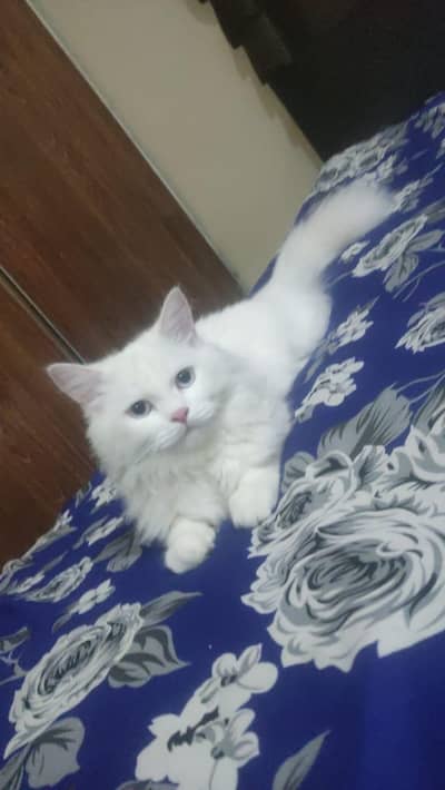FOR MATING AVAILABLE MALE CAT