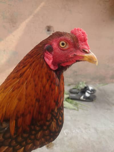 healthy and active Aseel pair (03277283114)/call