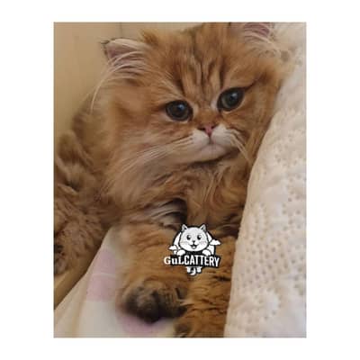 Persian British punch face piki face kitten cat available