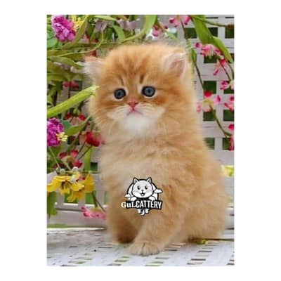 Persian British punch face piki face kitten cat available